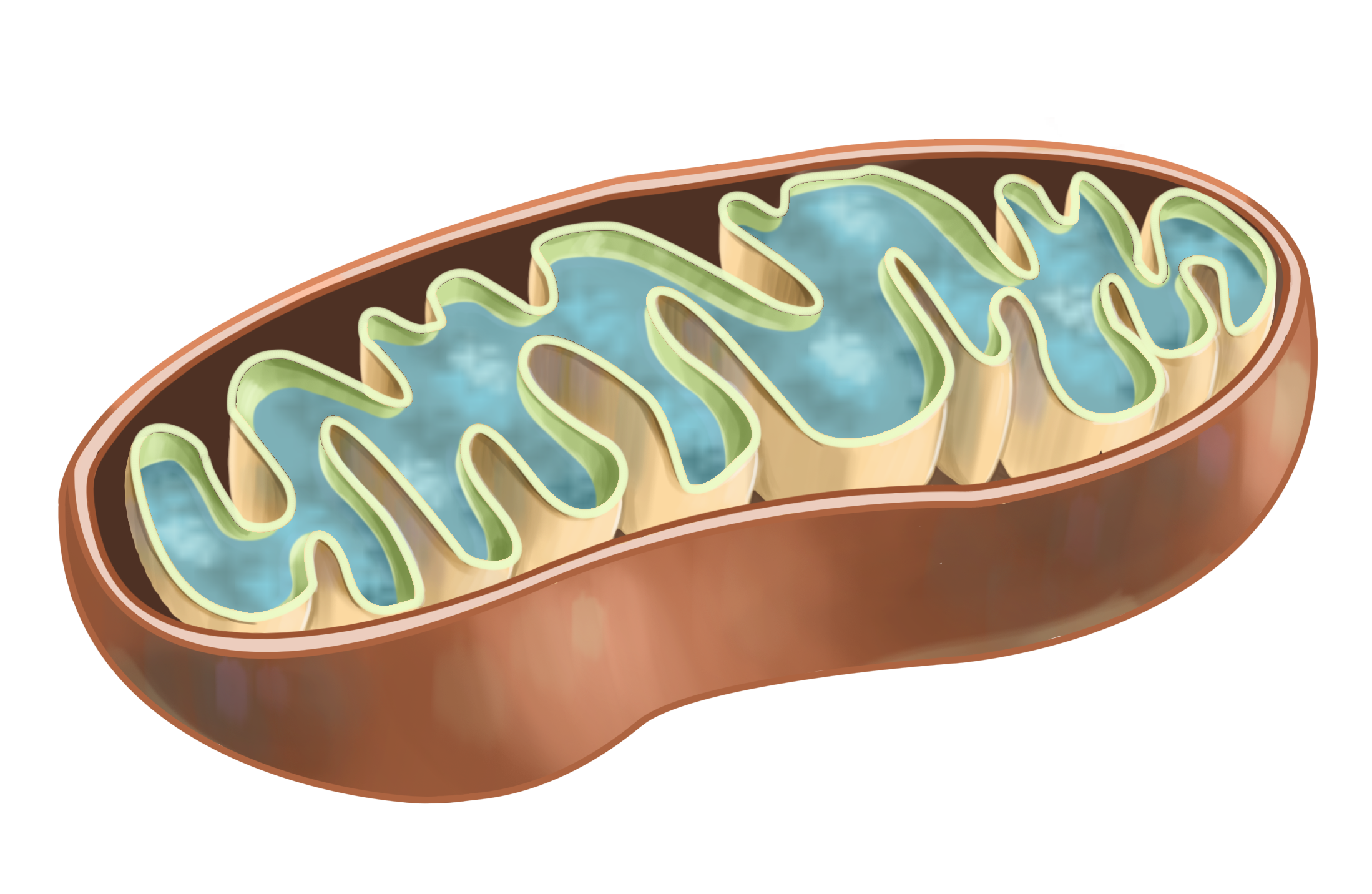 SciDraw Scientific Drawings